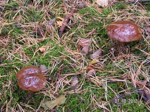 Klikni pro velký obrázek