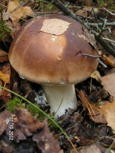 Klikni pro velký obrázek