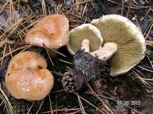 Klikni pro velký obrázek