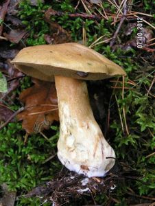 Klikni pro velký obrázek