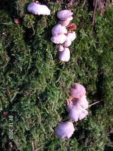 Klikni pro velký obrázek