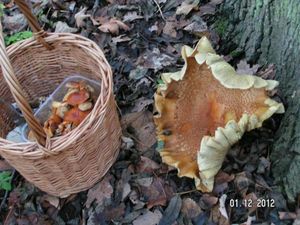 Klikni pro velký obrázek