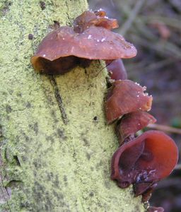 Klikni pro velký obrázek