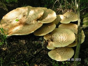 Klikni pro velký obrázek