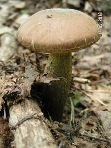 Klikni pro velký obrázek