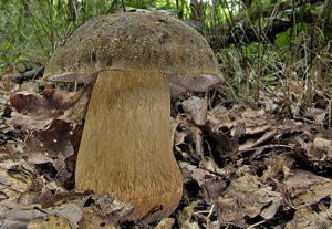 Klikni pro velký obrázek