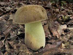 Klikni pro velký obrázek