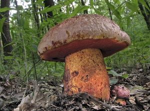 Klikni pro velký obrázek