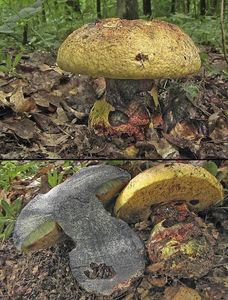 Klikni pro velký obrázek