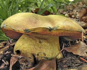 Klikni pro velký obrázek