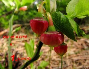 Klikni pro velký obrázek