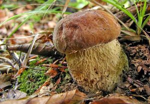 Klikni pro velký obrázek