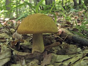 Klikni pro velký obrázek