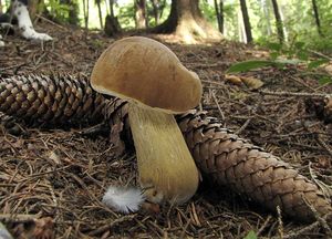 Klikni pro velký obrázek