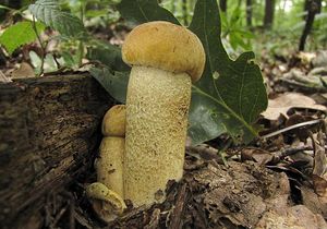 Klikni pro velký obrázek