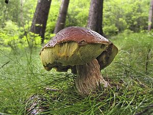 Klikni pro velký obrázek