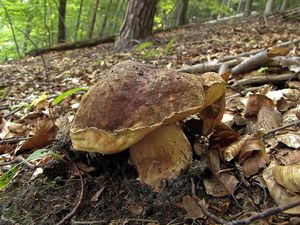 Klikni pro velký obrázek