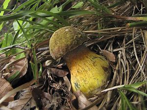 Klikni pro velký obrázek