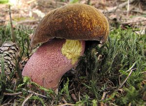 Klikni pro velký obrázek