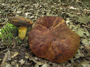 Klikni pro velký obrázek