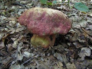 Klikni pro velký obrázek