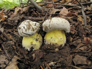 Klikni pro velký obrázek