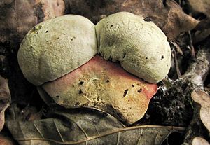 Klikni pro velký obrázek