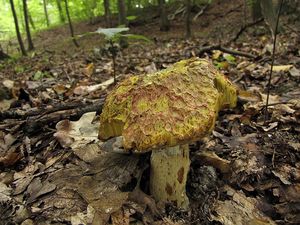 Klikni pro velký obrázek