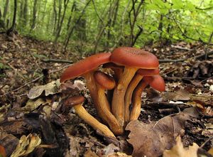 Klikni pro velký obrázek