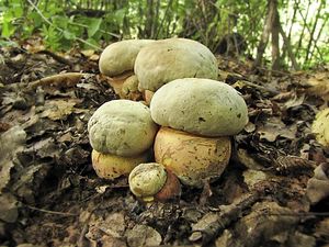 Klikni pro velký obrázek