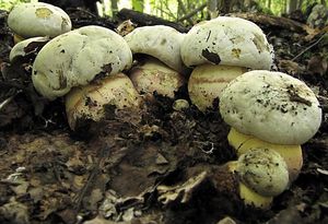 Klikni pro velký obrázek