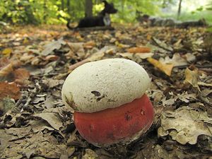 Klikni pro velký obrázek