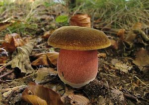 Klikni pro velký obrázek