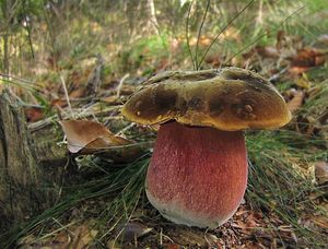 Klikni pro velký obrázek