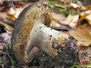 Klikni pro velký obrázek