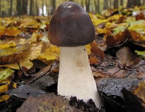 Klikni pro velký obrázek