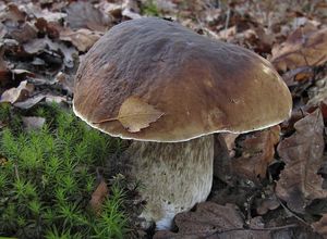 Klikni pro velký obrázek