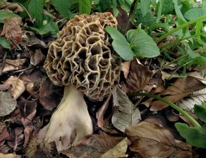 Klikni pro velký obrázek