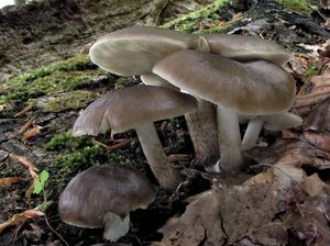 Klikni pro velký obrázek