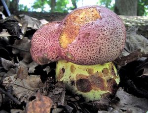 Klikni pro velký obrázek