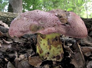 Klikni pro velký obrázek