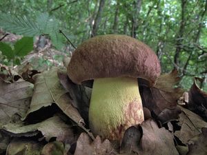 Klikni pro velký obrázek