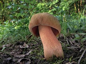 Klikni pro velký obrázek