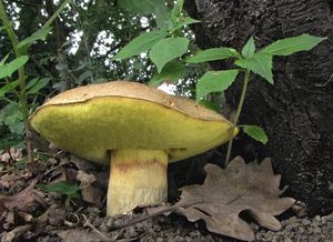 Klikni pro velký obrázek