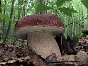 Klikni pro velký obrázek