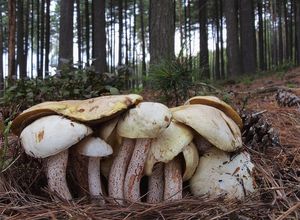 Klikni pro velký obrázek