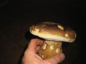 Klikni pro velký obrázek