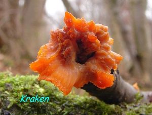 Žilnatka oranžová - Phlebia radiata