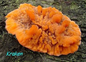Žilnatka oranžová - Phlebia radiata