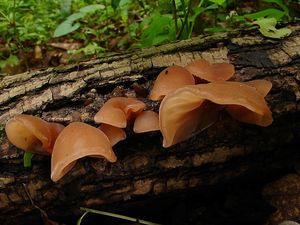 Klikni pro velký obrázek